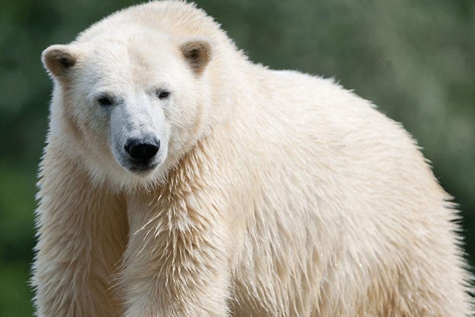 Vater der beiden Eisbärenbabys im Berliner Tierpark ist der fünfjährige Wolodja.