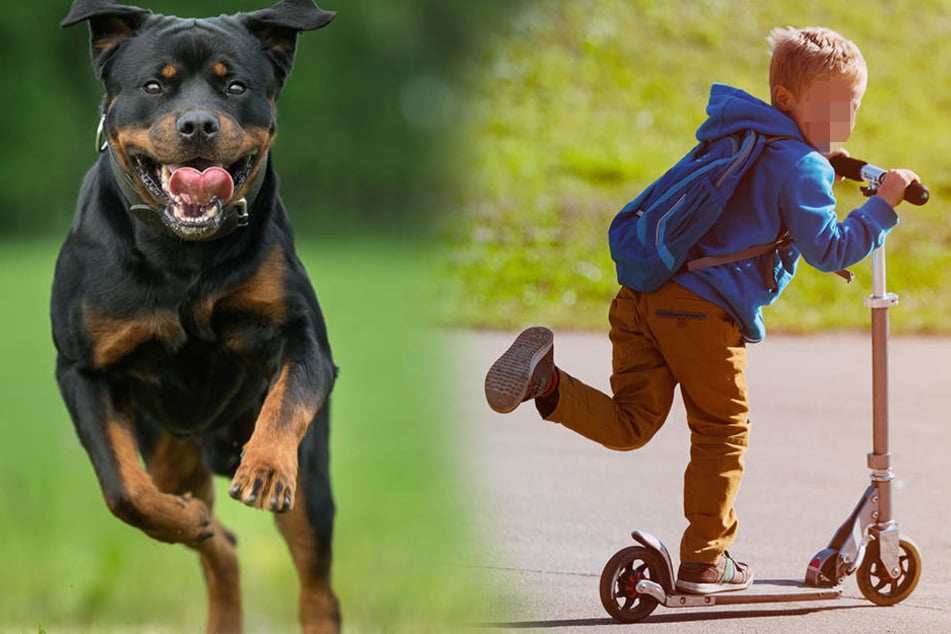 Der Rottweiler biss dem Siebenjährigen so stark in die Beine, dass er noch immer im Krankenhaus liegt. (Symbolbild)