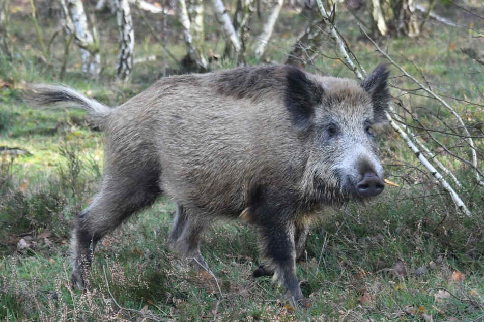 Sachsen-Anhalts Jäger haben im ersten Halbjahr 2018 151 Wildschweine auf die Afrikanische Schweinepest überprüfen lassen.