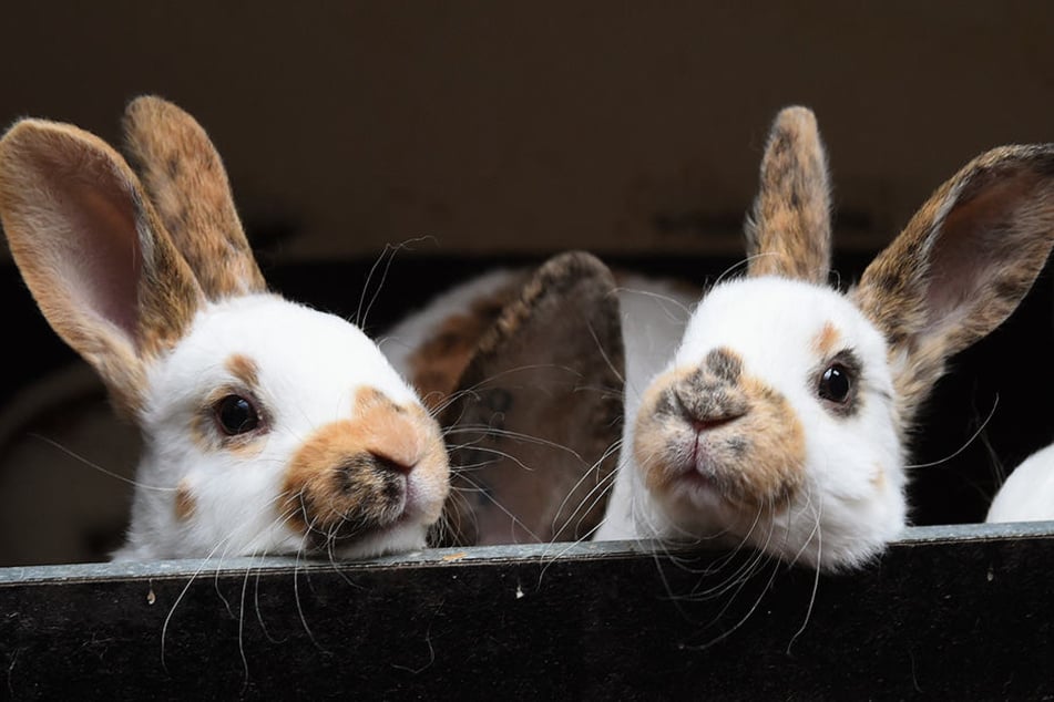 Auch über Insekten kann der Virus auf die süßen Mümmelmänner übertragen werden.