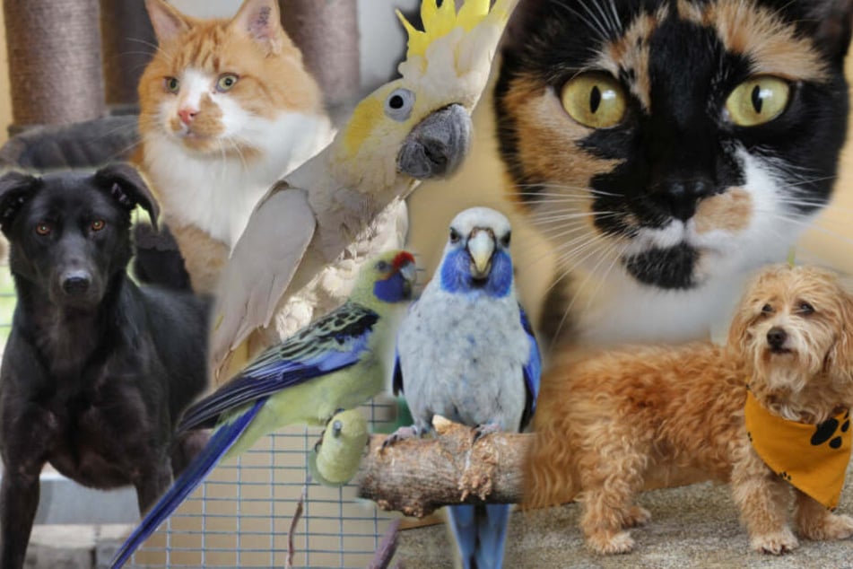 Hunde Katzen Papageien 7 Besondere Tiere Suchen Endlich Ein
