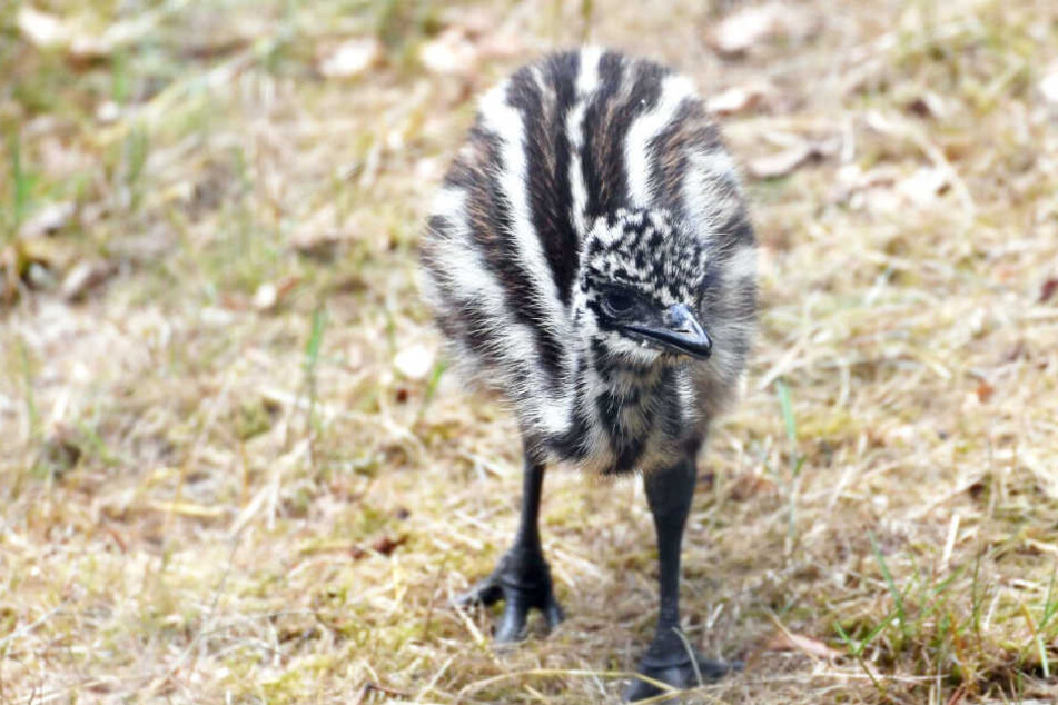 Der junge Emu erkundet sein Gehege im Rostocker Zoo.