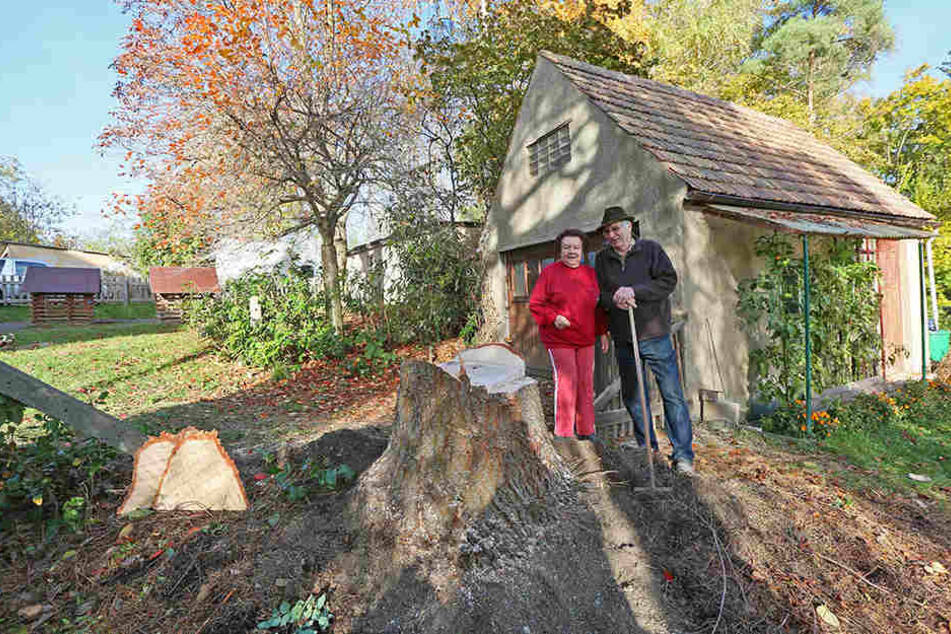 Gespendet hat den Baum Karl-Albrecht Behr gemeinsam mit seiner Frau Inge.