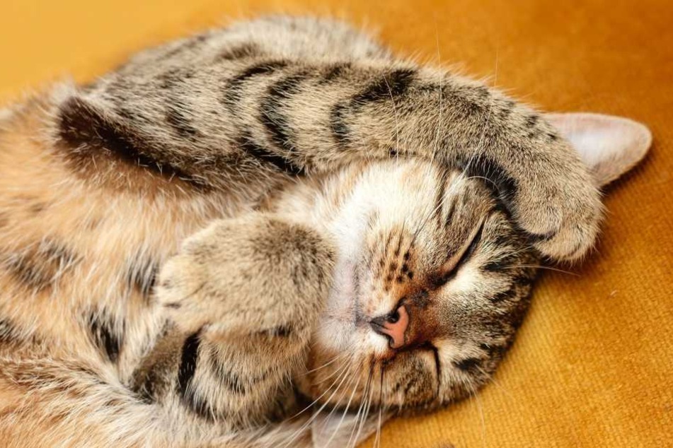 Im Kopf der schwer verletzten Katze steckten acht Projektile aus einer Luftdruckwaffe. (Symbolbild)