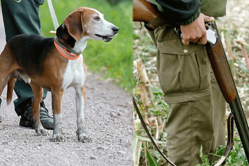 Der Hund trat auf den Abzug des Gewehrs und traf den Jäger (Symbolbilder).