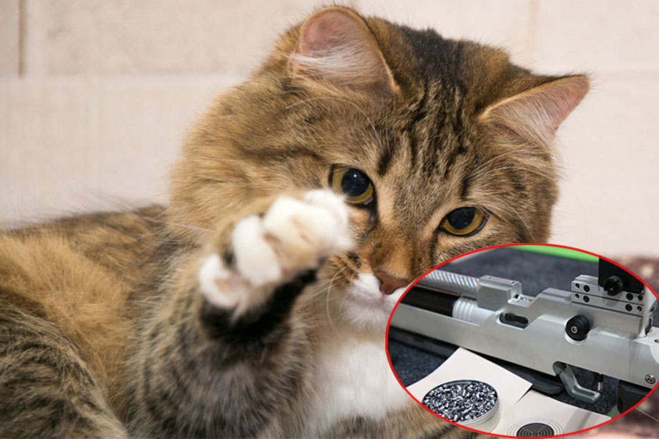 Der Kater wurde vermutlich mit einem Luftgewehr angeschossen. (Symbolbild)