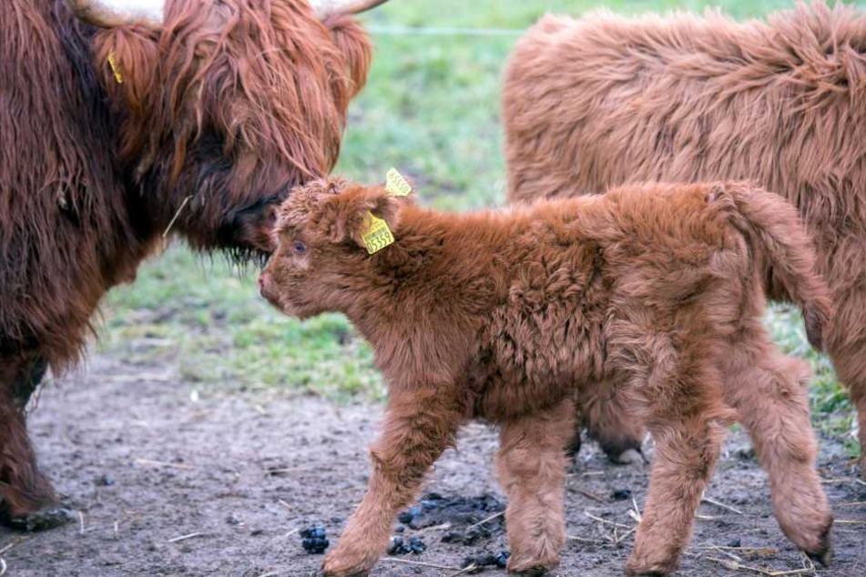 Am 23. Januar erblickte im Natur- und Tierpark Waschleithe ein Highland-Kälbchen das Licht der Welt.