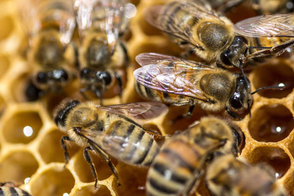 Bienen könnten durch den milden Winter große Probleme bekommen. (Symbolbild)
