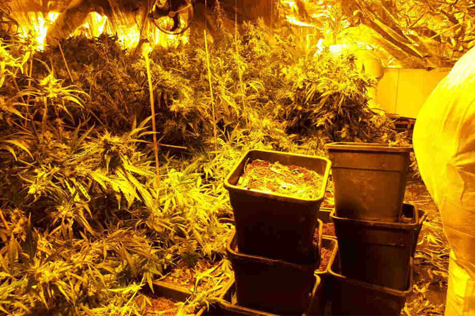 Jetzt entdeckte die Polizei in dem Horror-Haus eine große Cannabis-Plantage.