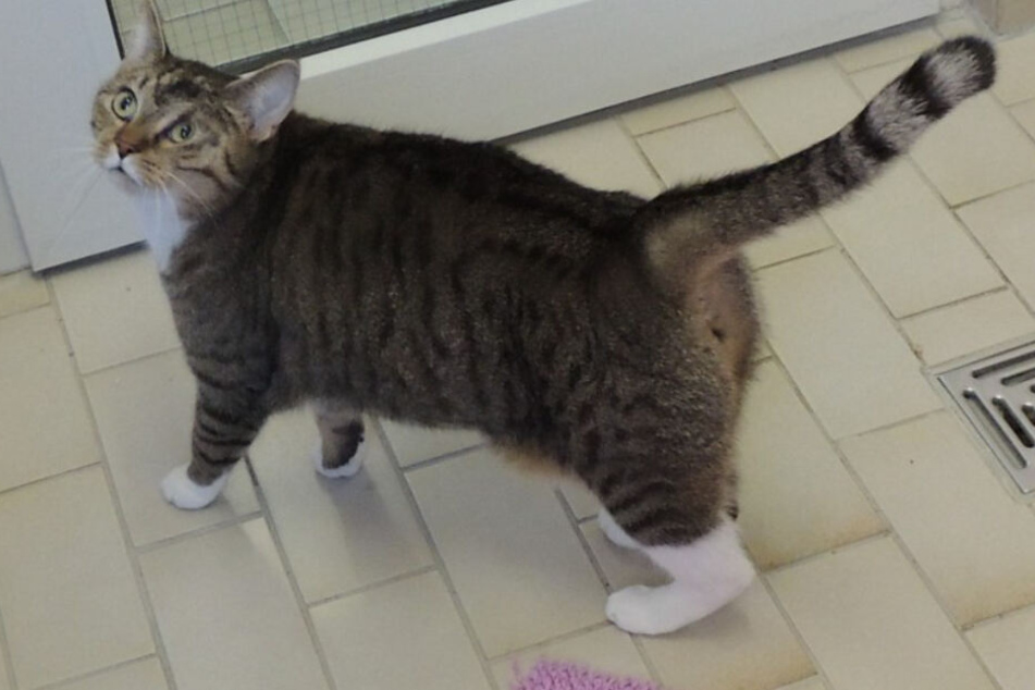 Katze Lucy hat einiges mitgemacht.
