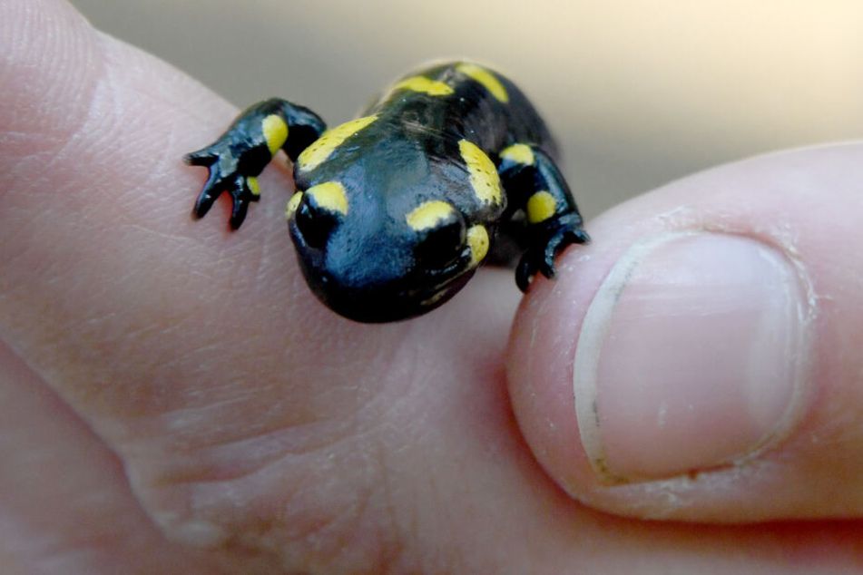 Ein kleiner Feuersalamander Sitzt im Wildpark Eekholt auf der Hand einer Tierpflegerin.