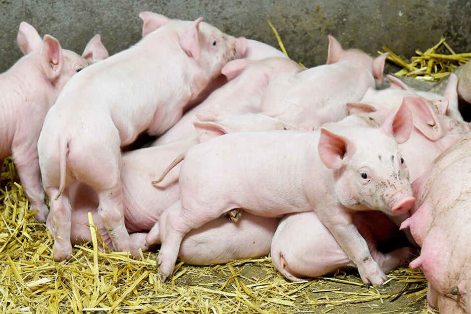400 Ferkel sind auf einem Bauernhof bei Osnabrück qualvoll verhungert. (Symbolbild)