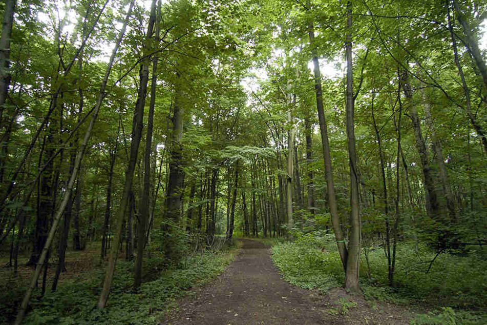 Auf dem Gebiet des ehemaligen Stausees soll nun ein Naturgebiet entstehen- ähnlich des Auenwaldes.