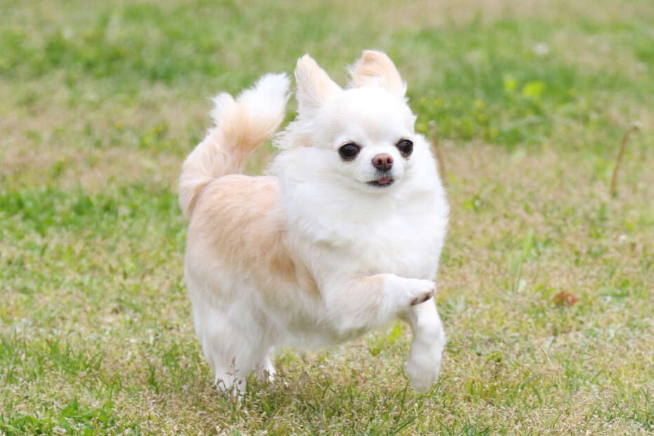Ein Chihuahua entkam nur knapp dem Tod, als sich ein Greifvogel auf ihn stürzte. (Symbolbild)