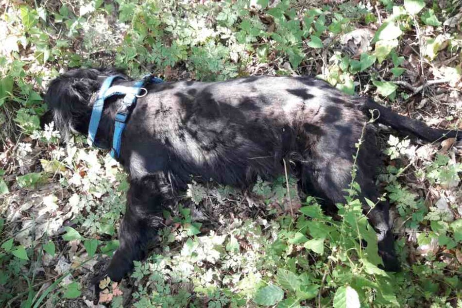 Friedlich liegt die zwei bis drei Jahre alte Hündin im Waldlaub. Doch der Schein trügt, der Vierbeiner ist tot.