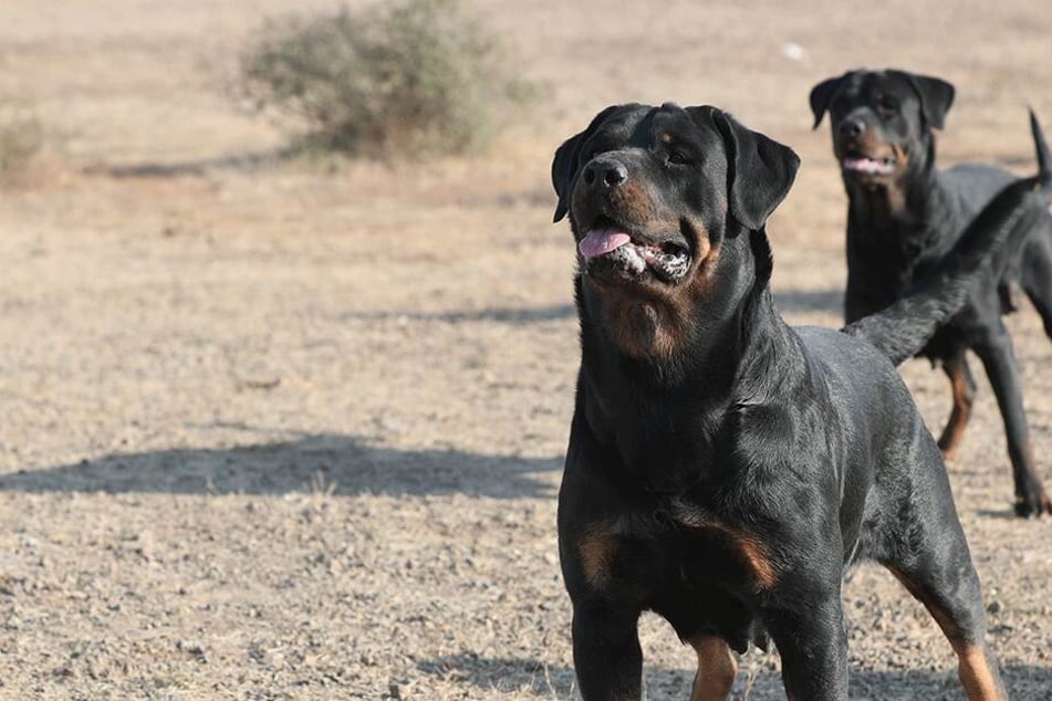 Die beiden Rottweiler waren von ihrem Grundstück geflüchtet (Symbolbild).