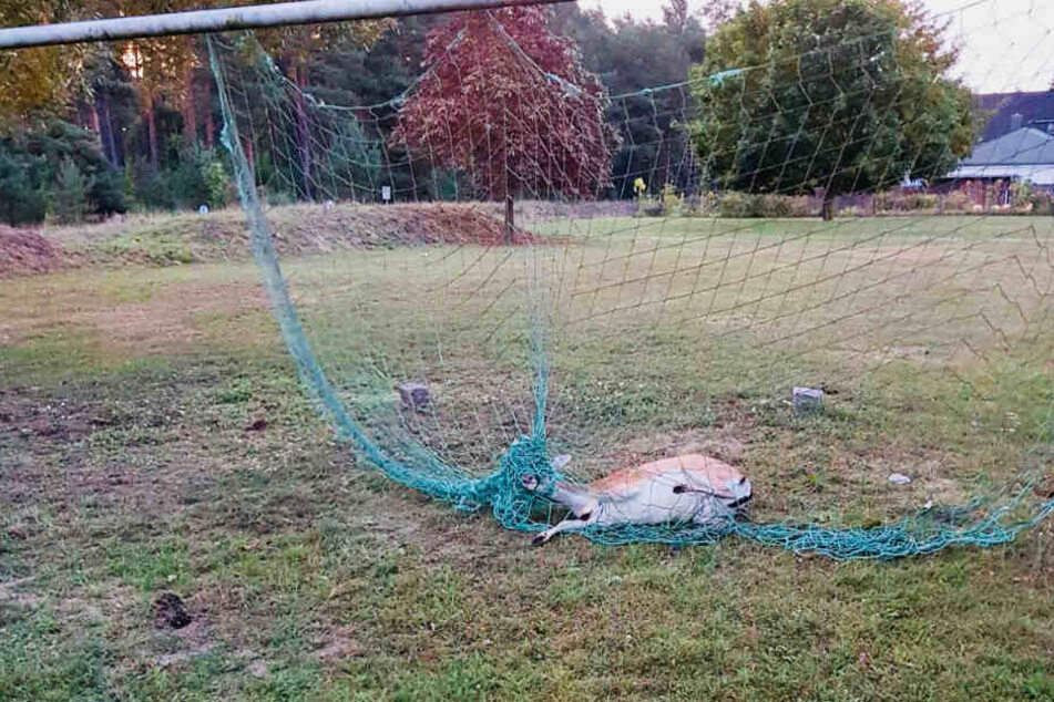 Das Tornetz wickelte sich derart eng um den Hals des Tieres, sodass es zu ersticken drohte.