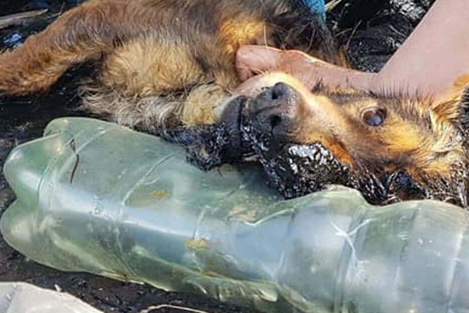 Der kleine Hund hatte sich in den warmen Teer gelegt und schlief ein. Als er wieder aufwachte, klebte er fest.