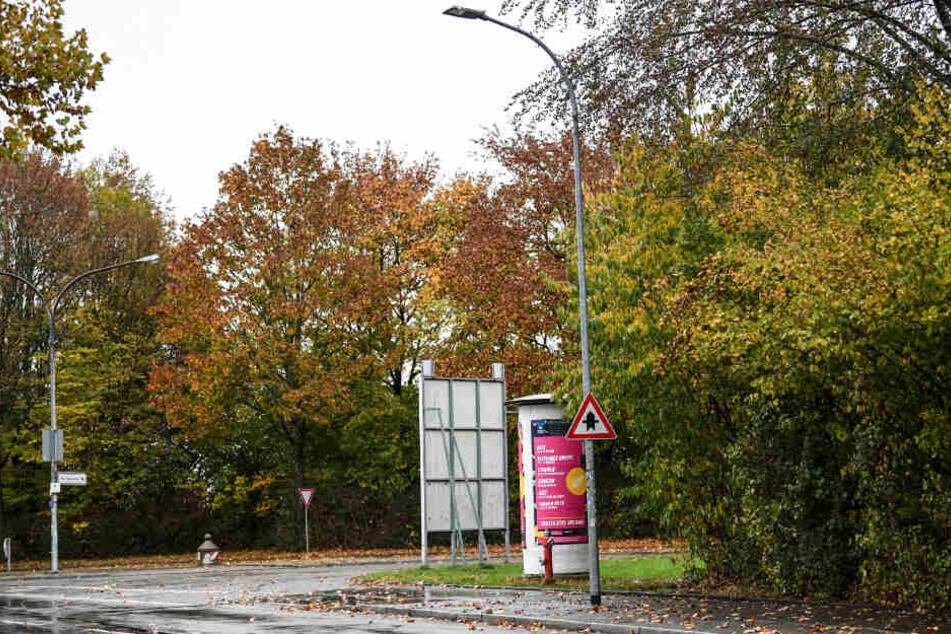 Bäume und Gebüsch im Industriegebiet nahe der Disco in Freiburg.