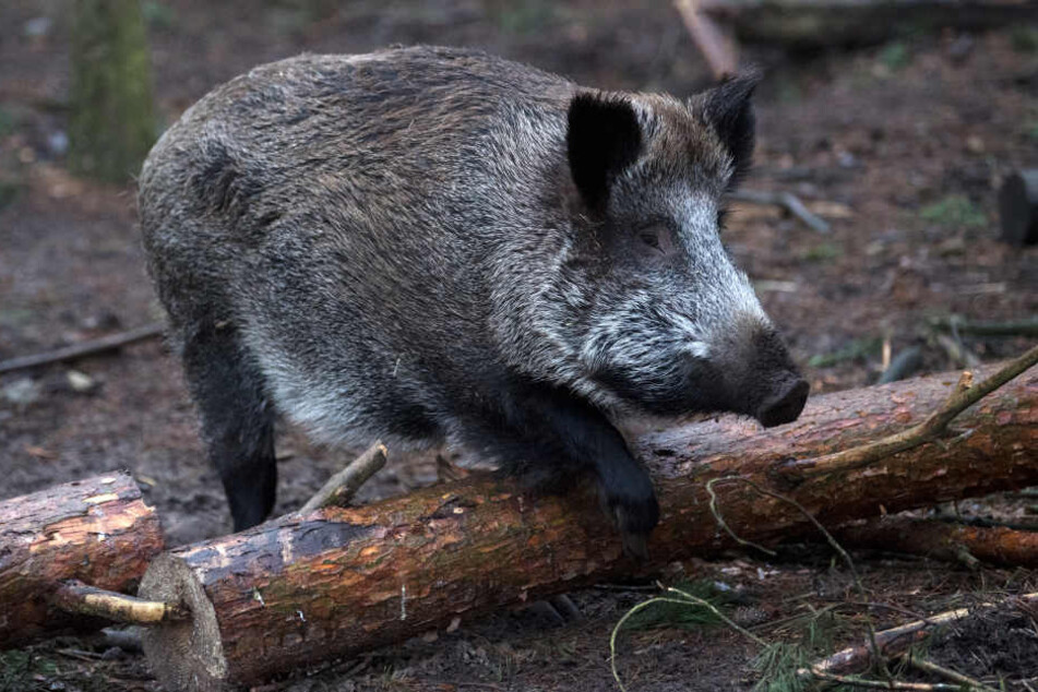 Eigentlich herrscht derzeit Schonzeit für die Wildtiere. (Symbolbild)