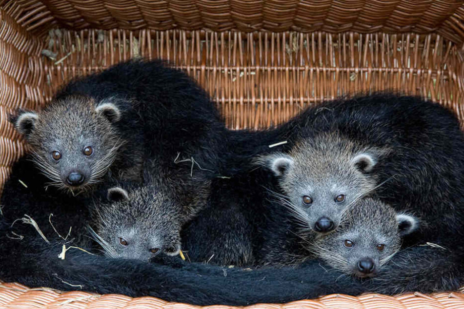 Im Tierpark Berlin haben im Juli vier kleine Binturongs das Licht der Welt erblickt.