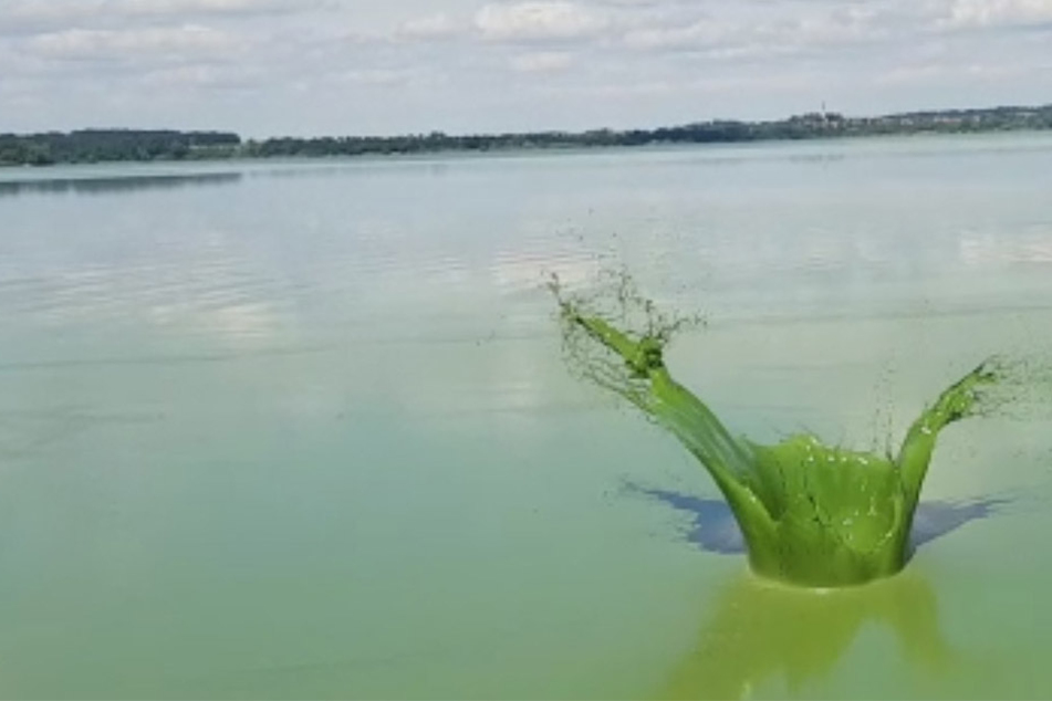 Das Wasser im Bautzner Stausee ist giftgrün. Schuld daran ist eine enorme Blaualgenplage.