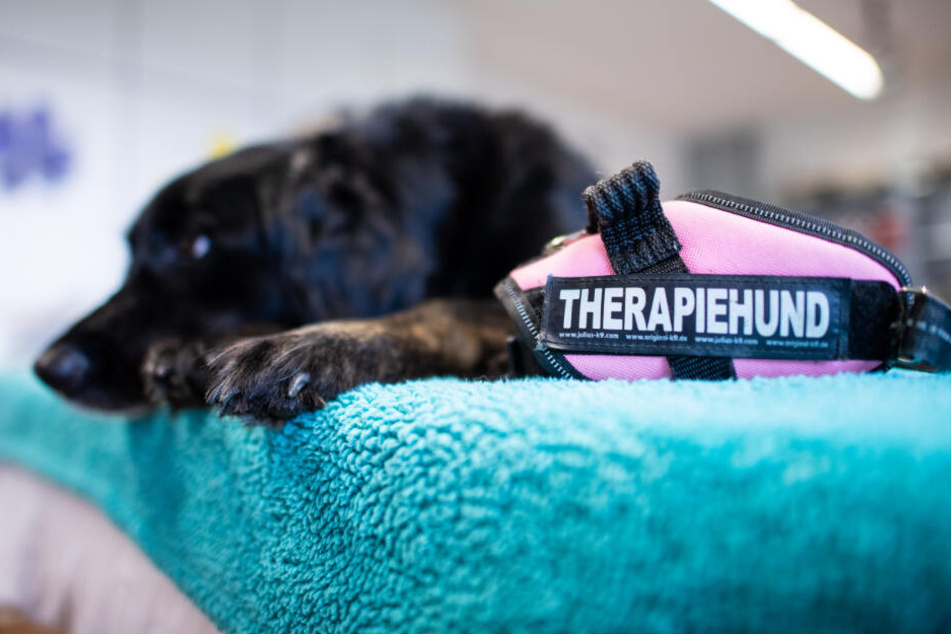 Therapiehunde können kranke Menschen motivieren. (Symbolbild)