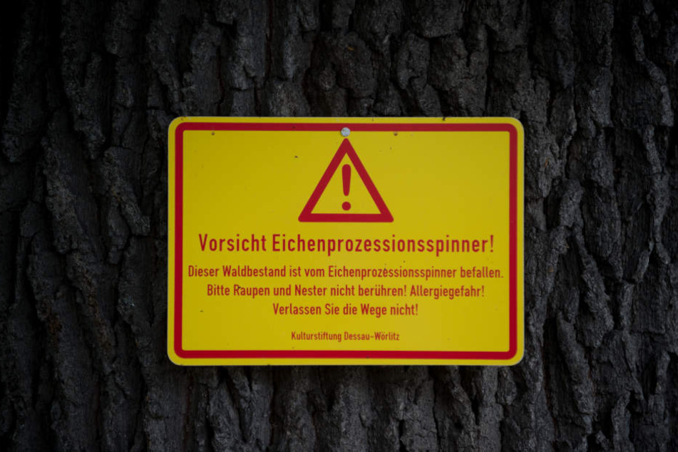 Befällt der Eichenprozessionsspinner einen Baum, kann diese in zwei Jahren absterben.
