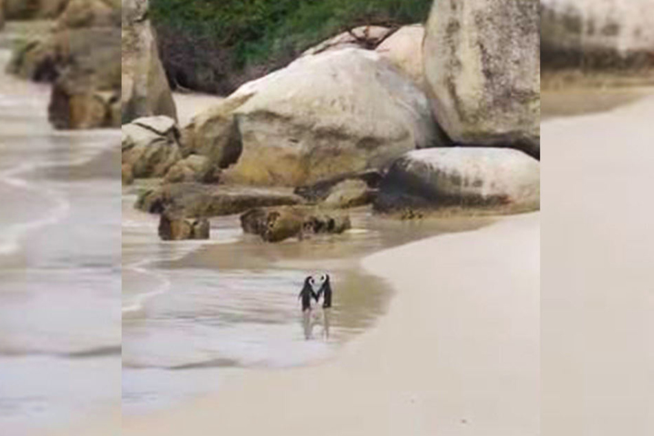 Diese zwei Pinguine sind wohl über beide Ohren verliebt.