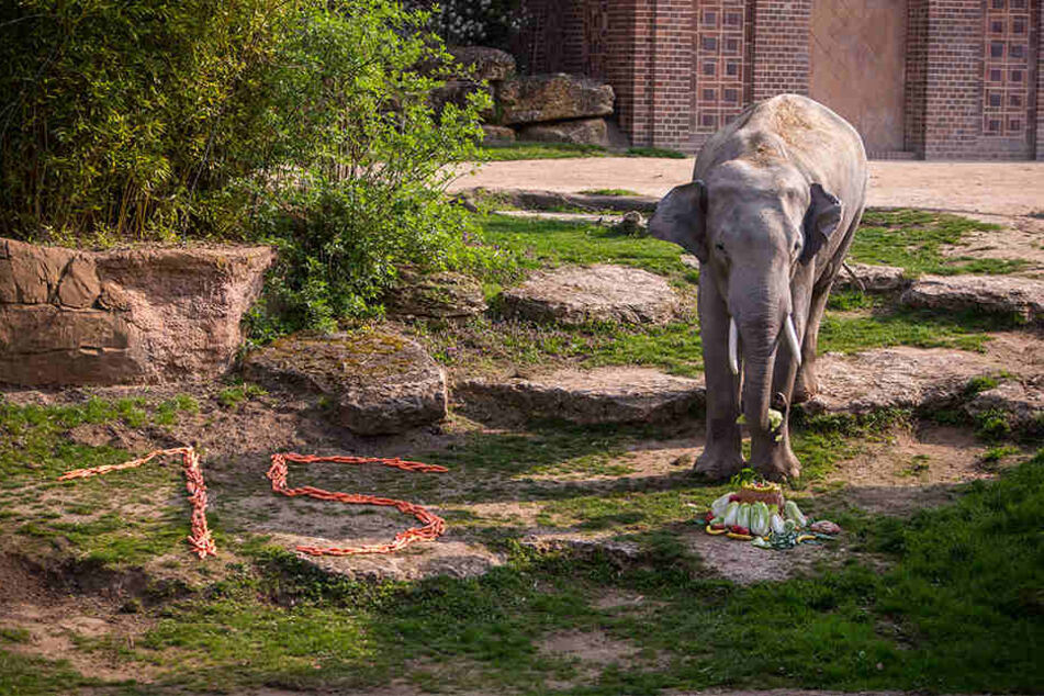 Genüsslich verspeiste der Elefant seinen "Geburtstagskuchen". Daneben hatten Pfleger eine "15" aus Möhren gelegt.