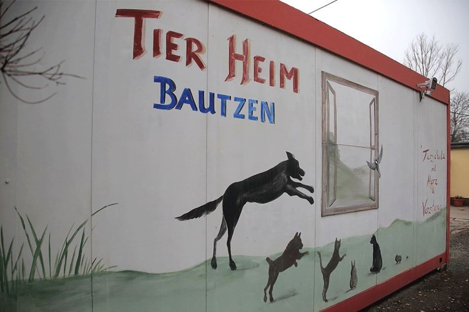 Im Tierheim vor den Toren Bautzens werden weit über 100 Tiere versorgt.