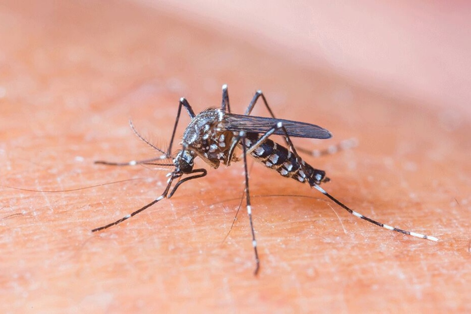 Die Gelbfiebermücke lebt in Asien, Afrika und Südamerika. Sie überträgt den gefährlichen Zika-Virus.