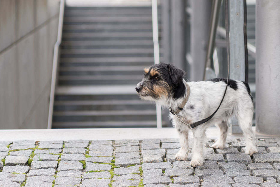In Neubrandenburg starb ein angebundener Hund knappe 50 Meter von einem Tierheim entfernt. (Symbolbild)