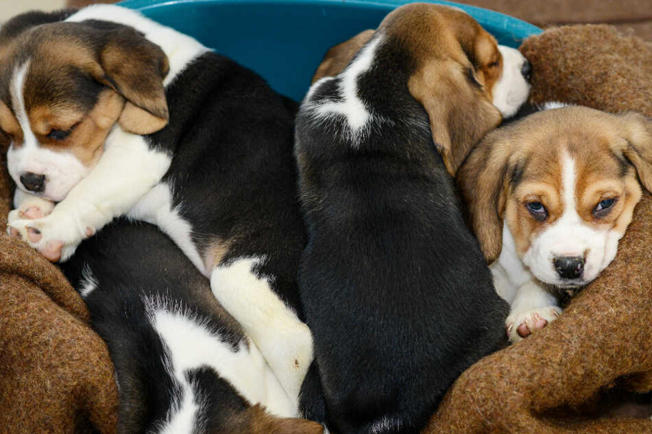 Beagle-Welpen, die aus einem Tiertransporter gerettet wurden, ruhen sich in einem Tierheim aus. (Archivbild)