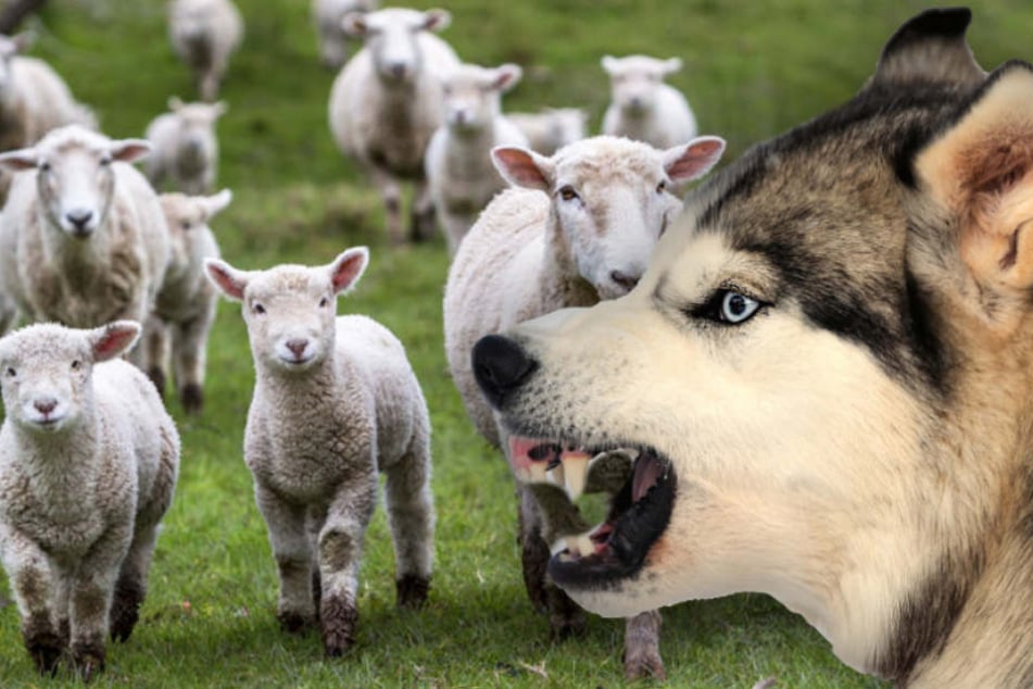 Seit vergangenem Samstag soll der Husky-Schäferhund-Mix bereits sein Unwesen treiben (Symbolbild).