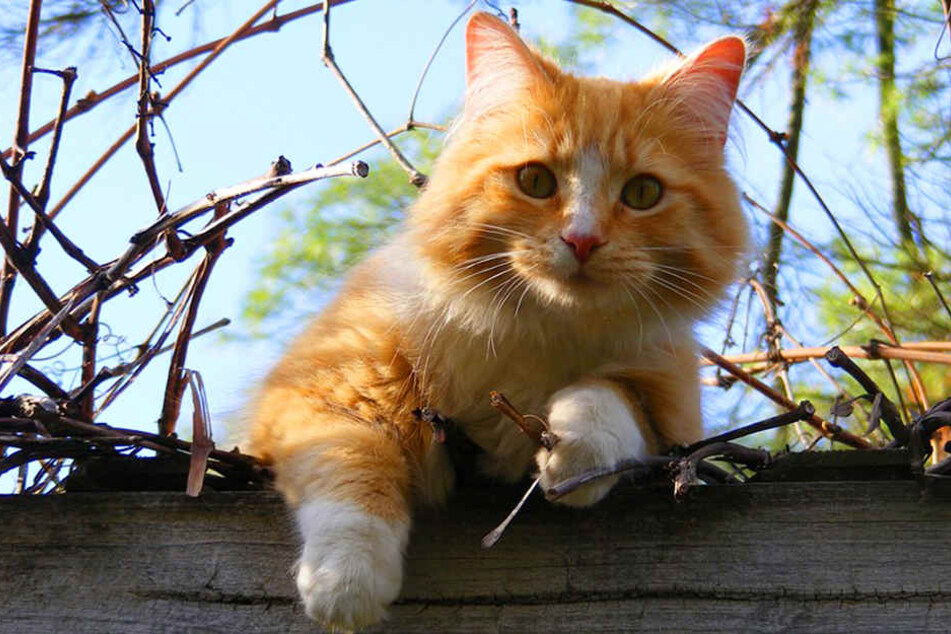 Naturschützer fänden es sinnvoller, freilaufende Katzen kastrieren zu lassen.