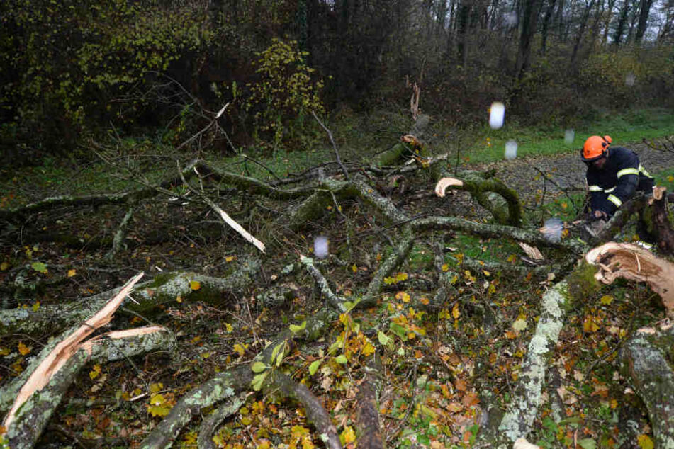 Feuerwehrleute zersägen in Freiburg einen umgestürzten Baum.