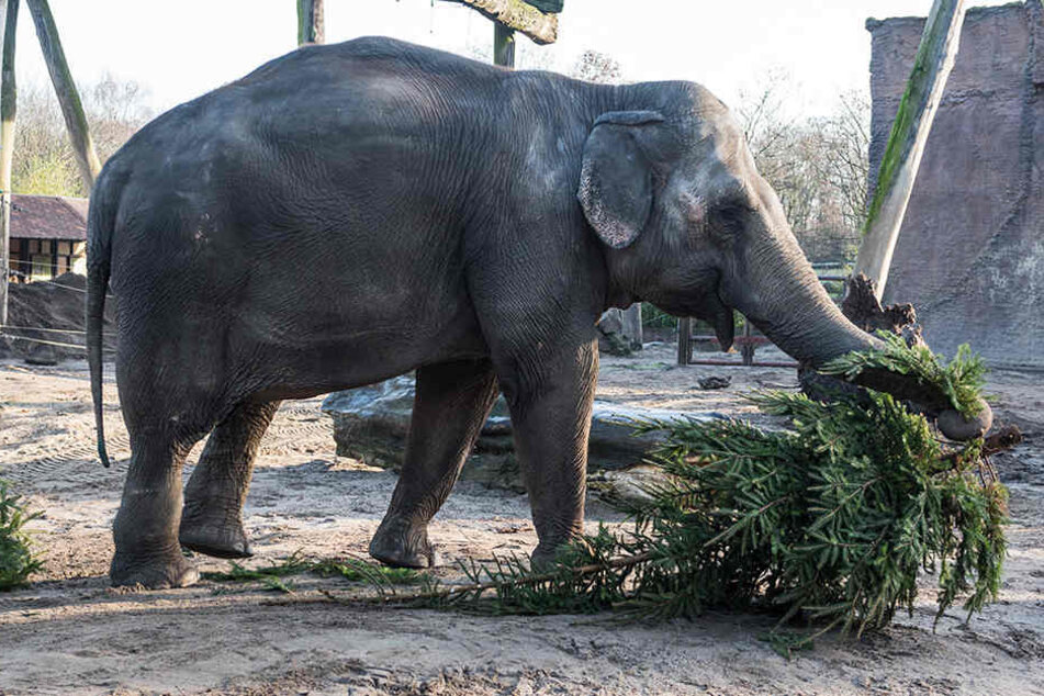 Die Elefanten im Münsteraner Allwetterzoo freuen sich über die Weihnachtsbaum-Überraschung.