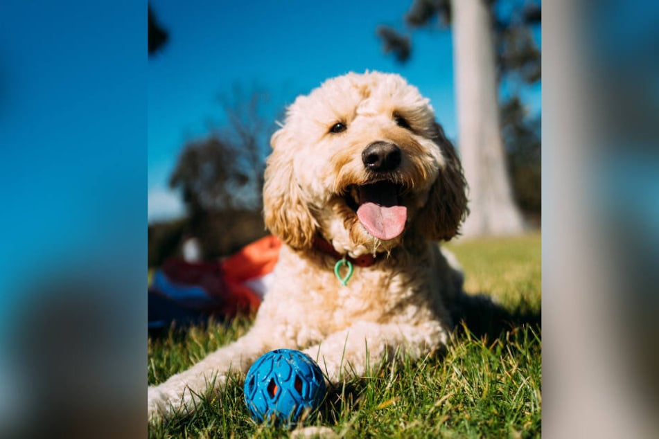 Können Hunde Farben Sehen