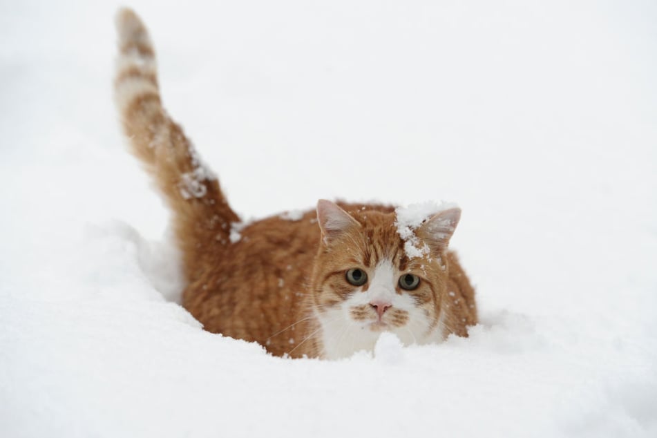 Freigängern sollte man im Winter einen warmen Platz zum Schlafen herrichten.