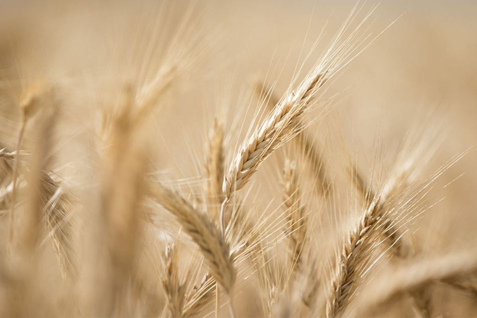 Wegen des Klimawandels wird Gerste knapp.