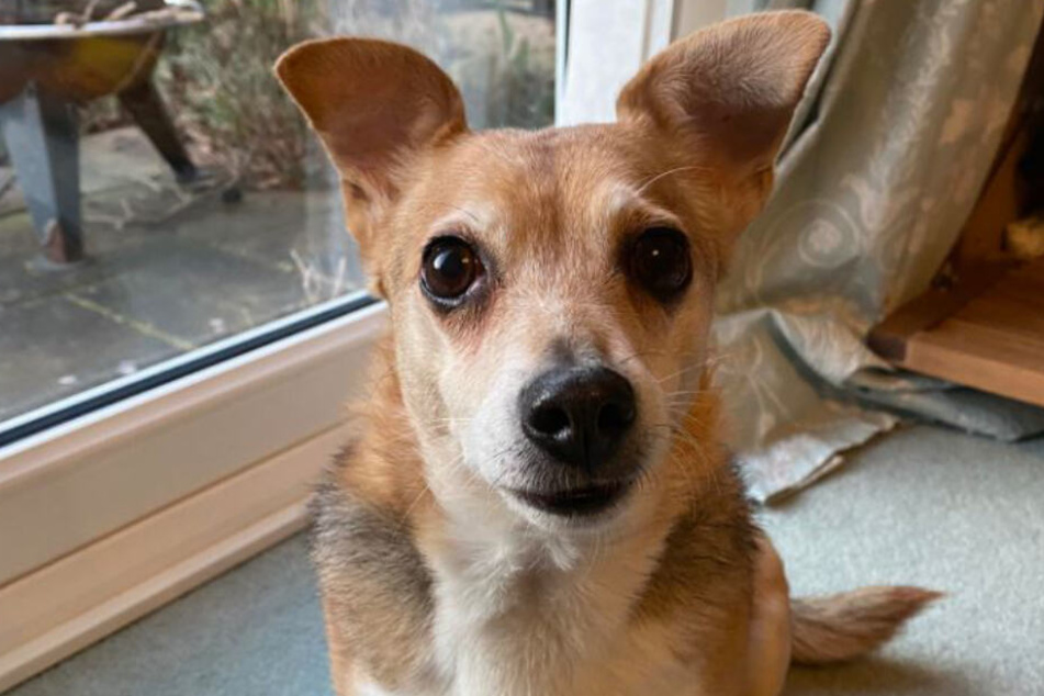 Der Hund von Laura Vest (34) sorgte indirekt für Heiterkeit.