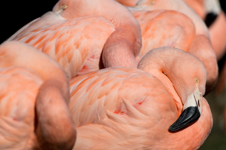 Gruppenkuscheln in der Sonne: die Flamingos im Frankfurter Zoo trotzen der "Eiszeit" gemeinsam.