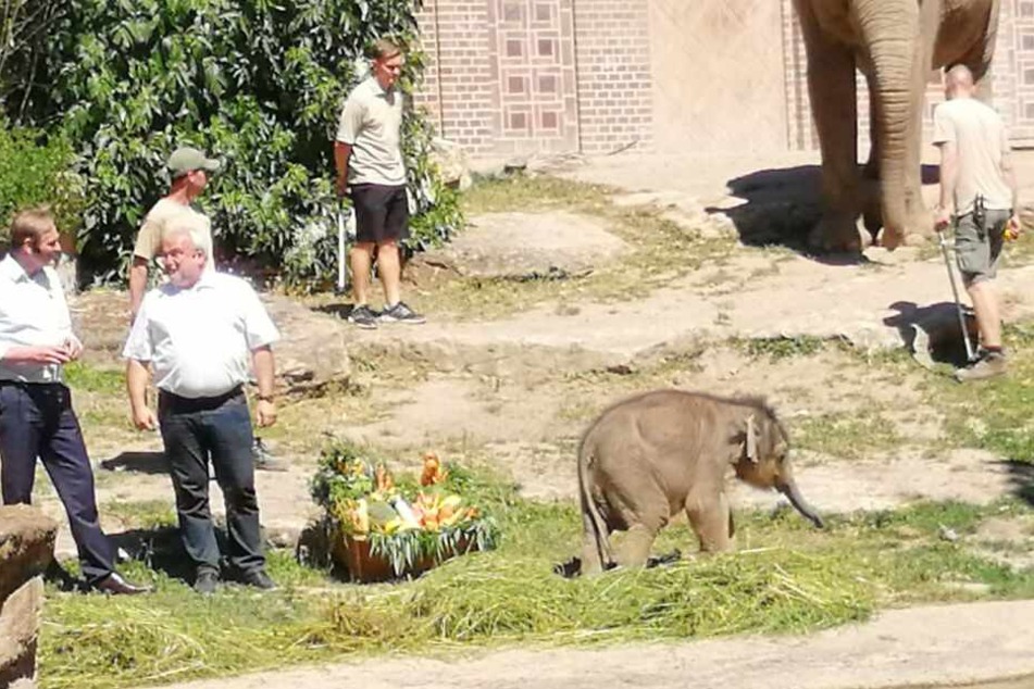 Am Montagnachmittag wurde der kleine Elefant aus dem Leipziger Zoo feierlich getauft.