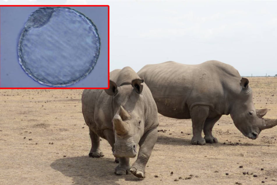 Forschern ist es gelungen, im Labor Nashorn-Embryos zu erzeugen.