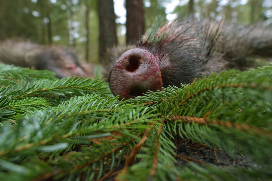 Nach einer Hetzjagd erlegte Wildschweine in Stahnsdorf (Brandenburg).