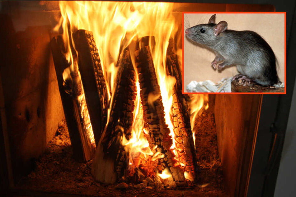 Eine Ratte war schuld an einem Brand in Ferch. (Symbolbild)