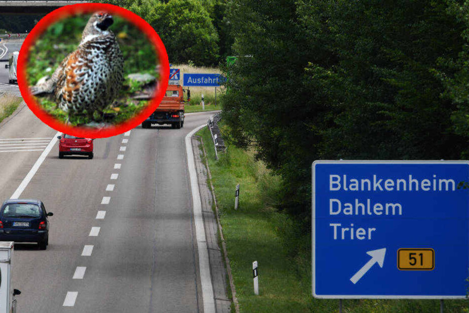 Um die Lebensräume des geschützten Haselhuhns zu erhalten, soll die A1 beim Lückenschluss einen Schlenker machen.