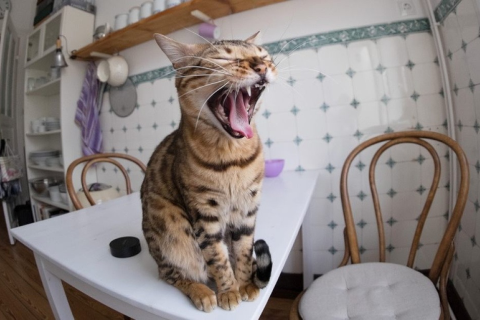 Eine Katze litt unter epileptischen Anfällen, pinkelte daher regelmäßig ins Haus.