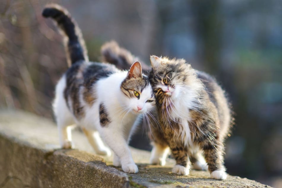 Drollig, verspielt ... und offenbar jemandem ein Dorn im Auge. Katzen haben nicht nur Fans.
